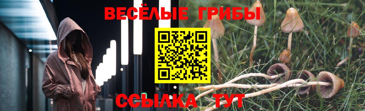 Галлюциногенные грибы Psilocybe Вязники
